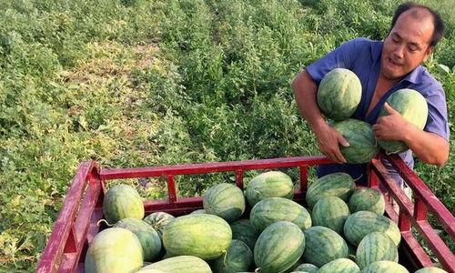 现在拿什么吃瓜