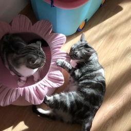 老喵吃瓜,揭秘娱乐圈那些不为人知的幕后故事