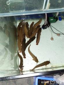 吃瓜饕餮之旅,一场吃瓜饕餮之旅的味蕾盛宴