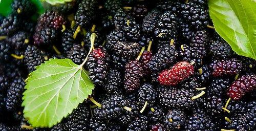 fred桑吃瓜,一场味蕾与历史的邂逅