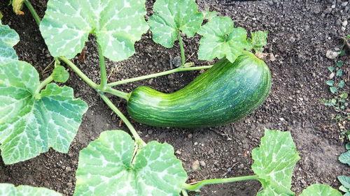 瓠瓜怎样吃才好吃,解锁多种烹饪技巧，尽享清新口感