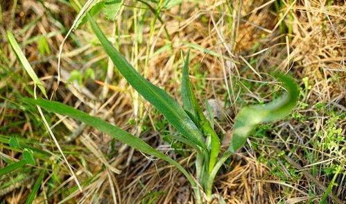 兔瓜叶子可以吃吗,可食用植物的探索之旅