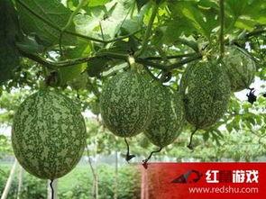 吃吊瓜咳嗽,探寻天然食疗的神奇疗效