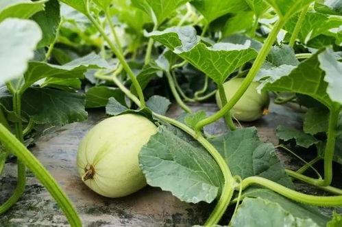 安缘吃小瓜,一场舌尖上的邂逅