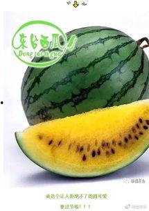 吃瓜青年500集,揭秘娱乐圈背后的故事与真相