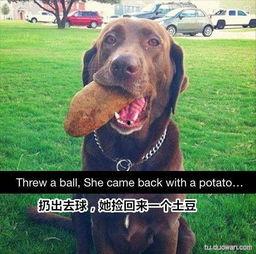 带你吃瓜搞笑狗子,搞笑狗子陪你欢乐无限