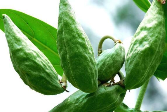 牛角瓜 怎么吃,探索美味与营养的完美融合