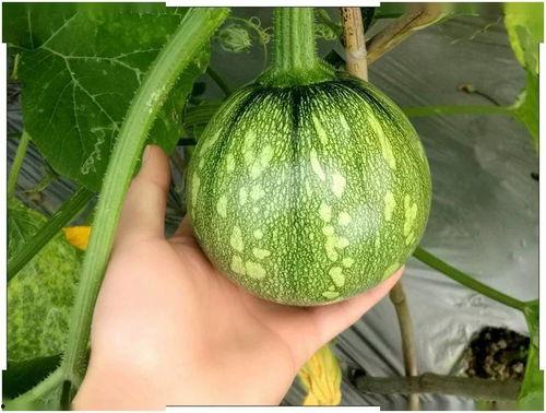 上海sam吃瓜,揭秘娱乐圈幕后真相