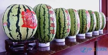 孕妇可以吃砂瓜,孕妇适宜食用的砂瓜营养解析