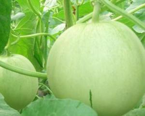 田瓜可以吃吗,美味可口的天然食材，你真的可以放心食用吗？