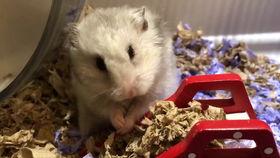 山东吃瓜小仙女,揭秘山东美食背后的故事