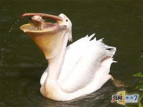 带你吃瓜的奇葩鸟类,揭秘带你吃瓜的神秘鸟类传奇