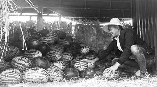 安阳吃瓜群众事件视频,一场网络舆论的风暴与反思