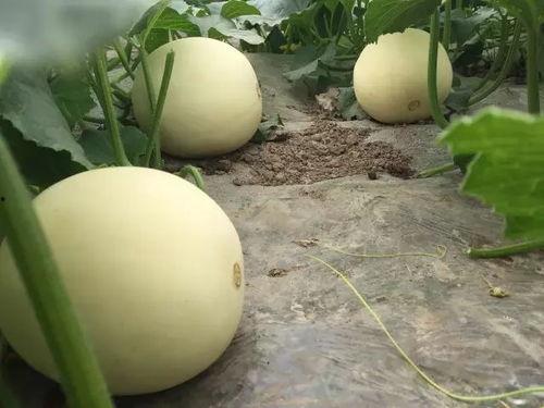 吃瓜玉菇甜瓜,品味甜瓜的清新与甘甜