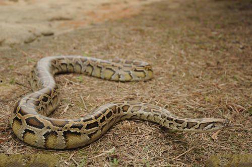 吃瓜通天蟒,揭秘神秘蟒蛇的传奇故事