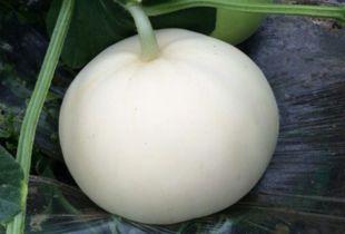 吃啦梨瓜可以吃蛋吗,蛋类美食新搭配