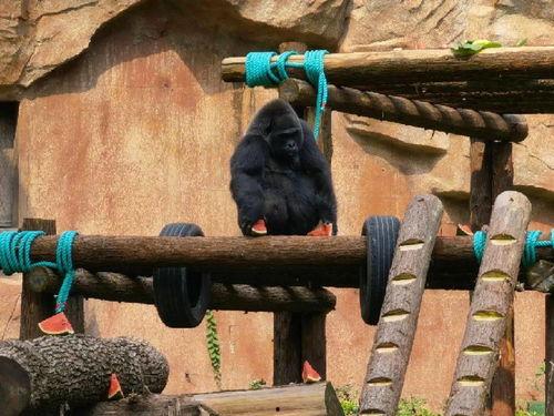 上海动物园吃瓜