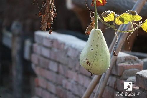 三明吃瓜,揭秘当地特色美食背后的故事